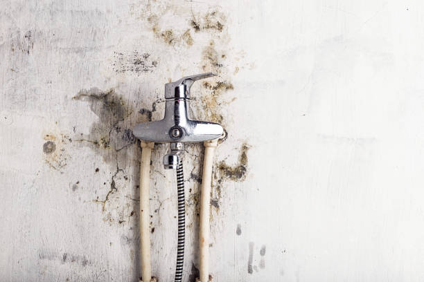 Certified Mold Removal in Tomahawk, WI