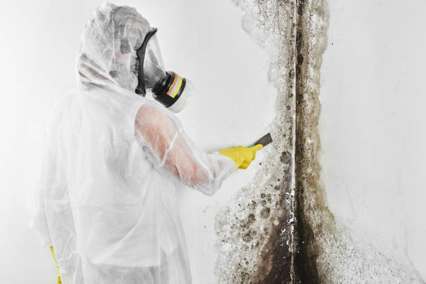 Best Mold Remediation Experts  in Tomahawk, WI