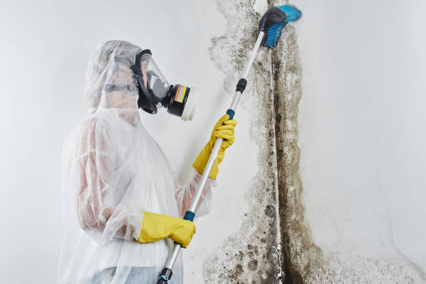 Best Residential Mold Removal  in Tomahawk, WI