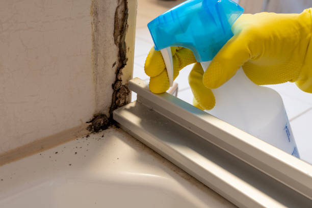 Best Mold Cleaning Services  in Tomahawk, WI