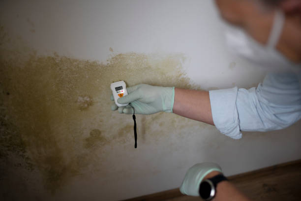 Mold Removal and Inspection in Tomahawk, WI