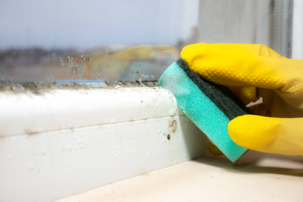 Best Fast Mold Removal  in Tomahawk, WI