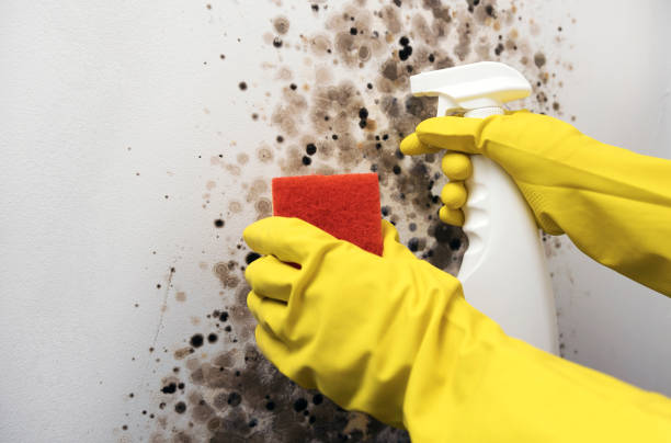 Best Mold Remediation Experts  in Tomahawk, WI