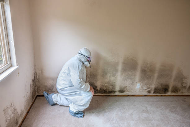 Best Attic Mold Removal  in Tomahawk, WI