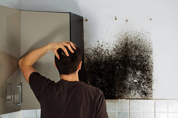 Best Certified Mold Removal  in Tomahawk, WI