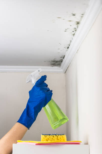 Best Mold Removal Company Near Me  in Tomahawk, WI